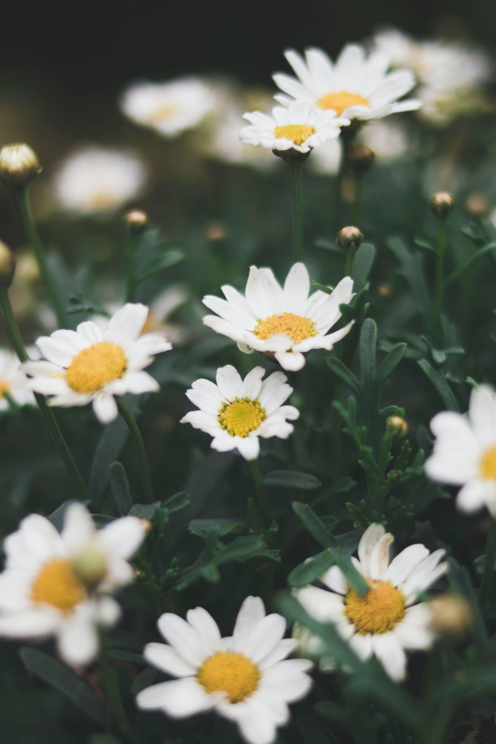 Flowers in Sella Giudicarie
